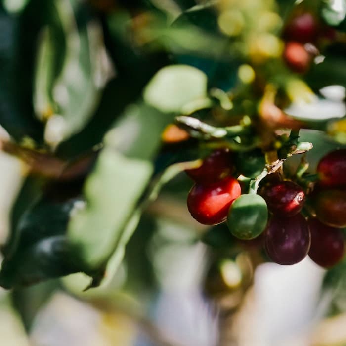 Coffee subscription gift box of beans